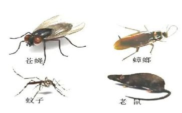 除四害工作计划通用7篇