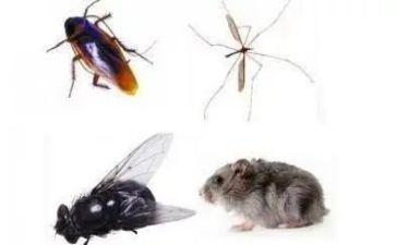 除四害的工作总结优秀7篇