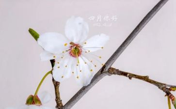 四月讲话稿优秀7篇