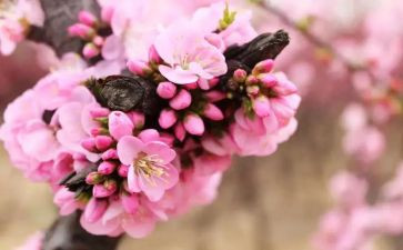 大班四月份工作总结模板5篇