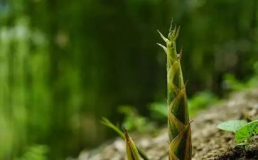 挖竹笋的作文5篇
