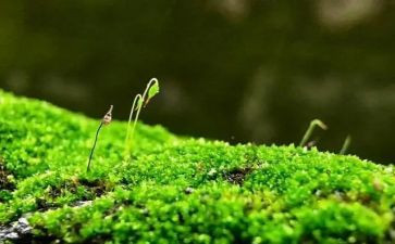 苔的读后感400字通用6篇