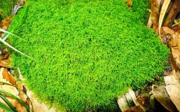 苔的读后感400字精选5篇