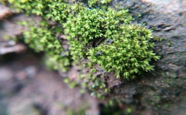 苔的读后感作文300字最新7篇