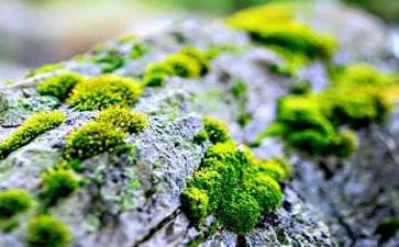 苔的读后感作文300字模板8篇