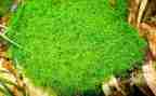 苔的读后感400字精选5篇