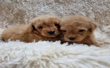 养泰迪的作文6篇