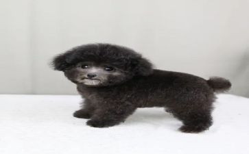 养泰迪的作文推荐6篇