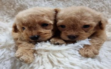 养泰迪的作文优秀7篇