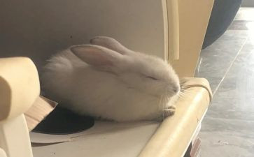 小兔搬家教案8篇