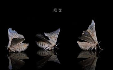 我在蜕变中作文推荐5篇