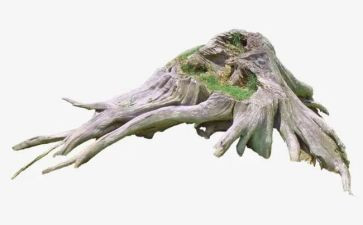 奋斗我的根作文7篇