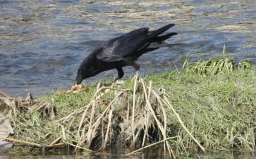 乌鸦喝水的教学反思优秀8篇