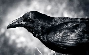 乌鸦喝水的教学反思最新5篇