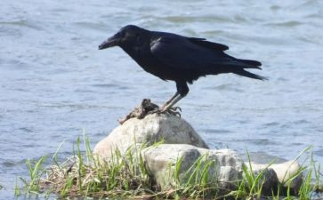 雨乌鸦读后感6篇