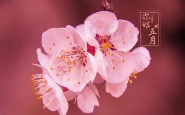 幼儿园五月份工作计划模板6篇