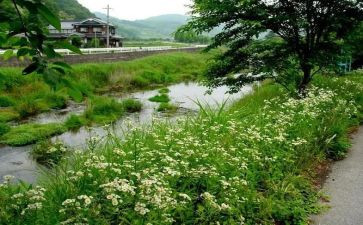 夏天有伴的作文模板6篇