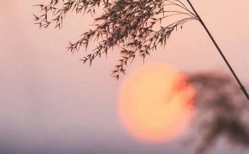 骆驼祥子读后感八百字5篇