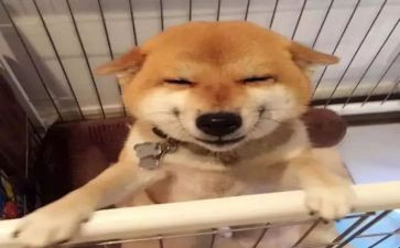 《微笑》的演讲稿优质6篇