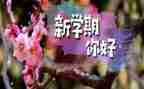 幼儿园班级学期工作计划精选8篇