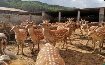 租赁养殖场合同精选6篇