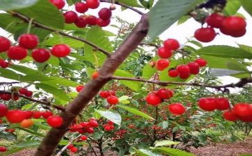 樱桃节的小作文6篇
