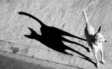 《有趣的影子》大班教案7篇