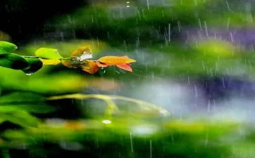 西安的雨作文参考7篇