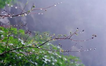 台风天的雨作文8篇