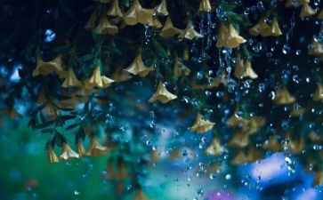 春天的雨作文600字最新6篇