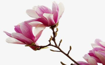 玉兰花优秀作文8篇