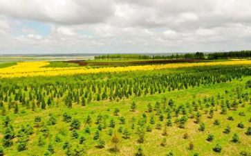 植树造林日演讲稿8篇