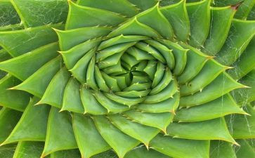 爱植物的我作文推荐7篇
