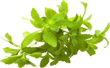 植物角幼儿园教案5篇