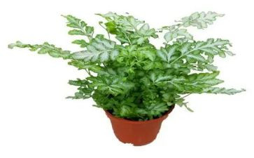 植植物作文优秀8篇