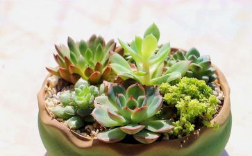 植植物作文推荐6篇