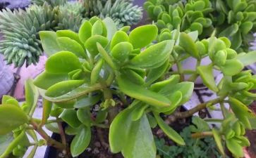 植植物作文通用7篇