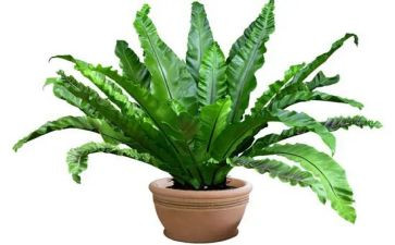 观察观察植物的作文优质6篇
