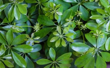 我的塞植物作文精选5篇