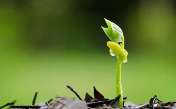 种子买卖合同8篇