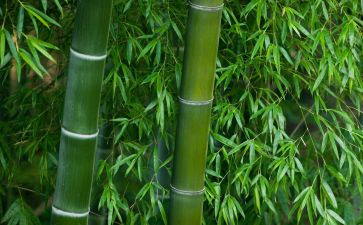 竹文化活动策划5篇